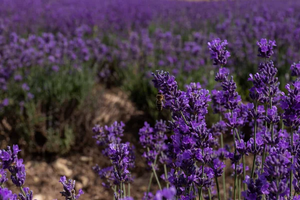 Hermosos Campos Lavanda Día Soleado Flor Lavanda Flores Perfumadas —  Fotos de Stock