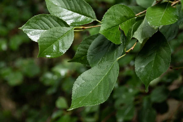 su damlaları, makro, doğa arka plan ile yaprak yeşil