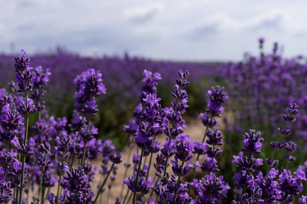 Belos Campos Lavanda Num Dia Ensolarado Flores Perfumadas Florescendo Lavanda — Fotografia de Stock