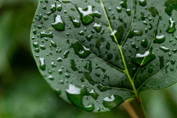 Зеленый Лист Капельками Воды Макро Природный Фон — стоковое фото