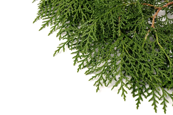 Galho Verde Thuja Família Cipreste Fundo Branco Conceito Natal Inverno — Fotografia de Stock