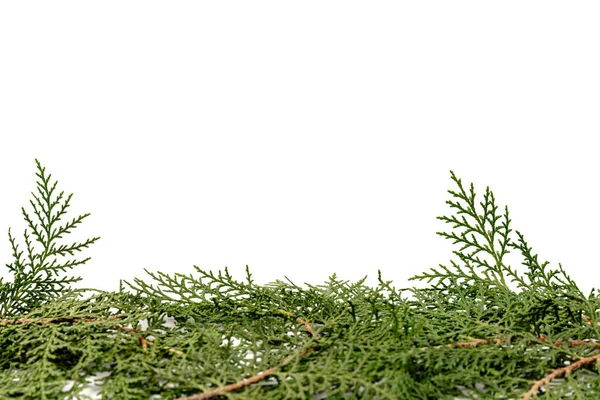 Groene Takje Thuja Cipres Familie Witte Achtergrond Kerstmis Winter Nieuwjaarsconcept — Stockfoto