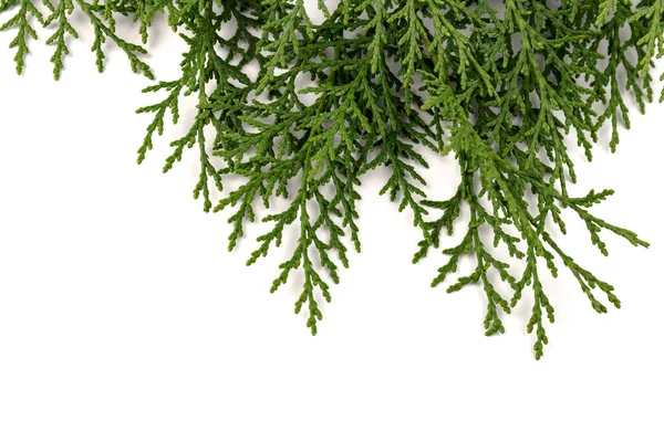 Ramita Verde Thuja Familia Del Ciprés Sobre Fondo Blanco Navidad —  Fotos de Stock