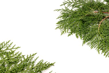 Eşkıyanın yeşil dalı beyaz arka planda selvi ailesi. Noel, kış, yeni yıl konsepti. Metin için yer