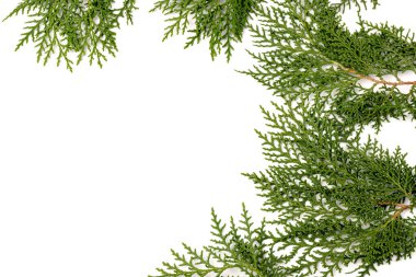 Eşkıyanın yeşil dalı beyaz arka planda selvi ailesi. Noel, kış, yeni yıl konsepti. Metin için yer