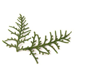 Eşkıyanın yeşil dalı Beyaz arka planda selvi ailesi