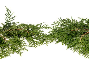Eşkıyanın yeşil dalı beyaz arka planda selvi ailesi. Noel, kış, yeni yıl konsepti. Metin için yer