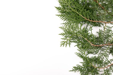 Eşkıyanın yeşil dalı beyaz arka planda selvi ailesi. Noel, kış, yeni yıl konsepti. Metin için yer