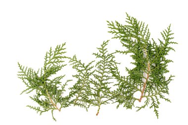 Eşkıyanın yeşil dalı beyaz arka planda selvi ailesi. Noel, kış, yeni yıl konsepti. Metin için yer