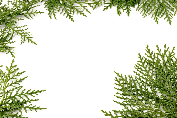 Groene Takje Thuja Cipres Familie Witte Achtergrond Kerstmis Winter Nieuwjaarsconcept — Stockfoto