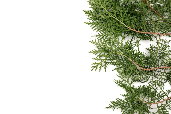 Groene Takje Thuja Cipres Familie Witte Achtergrond Kerstmis Winter Nieuwjaarsconcept — Stockfoto