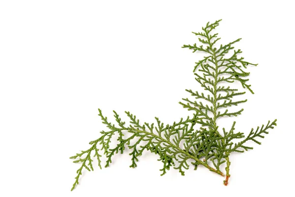 Ramita Verde Thuja Familia Del Ciprés Sobre Fondo Blanco Navidad —  Fotos de Stock