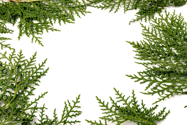 Groene Takje Thuja Cipres Familie Witte Achtergrond Kerstmis Winter Nieuwjaarsconcept — Stockfoto