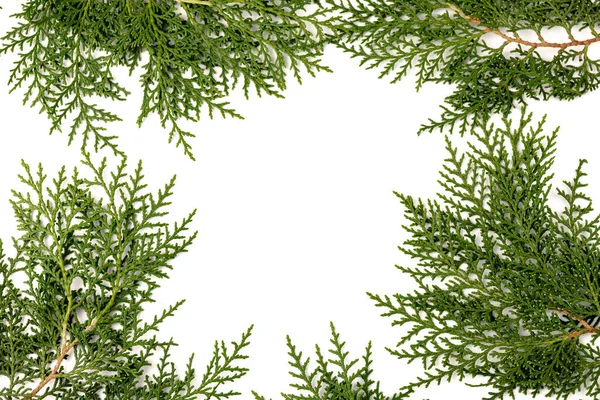 Groene Takje Thuja Cipres Familie Witte Achtergrond Kerstmis Winter Nieuwjaarsconcept — Stockfoto