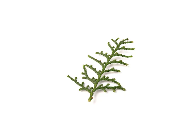 Galho Verde Thuja Família Cipreste Fundo Branco — Fotografia de Stock