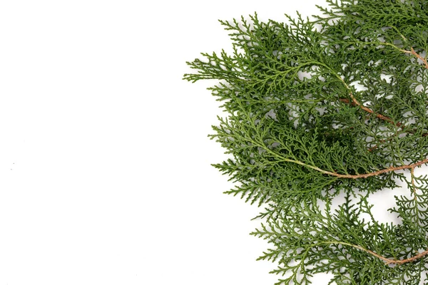 Groene Takje Thuja Cipres Familie Witte Achtergrond Kerstmis Winter Nieuwjaarsconcept — Stockfoto