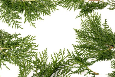 Eşkıyanın yeşil dalı beyaz arka planda selvi ailesi. Noel, kış, yeni yıl konsepti. Metin için yer