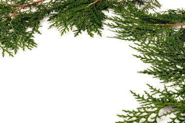 Eşkıyanın yeşil dalı beyaz arka planda selvi ailesi. Noel, kış, yeni yıl konsepti. Metin için yer