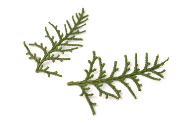 Eşkıyanın yeşil dalı Beyaz arka planda selvi ailesi