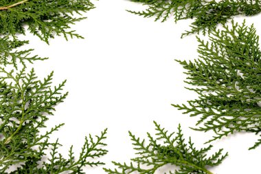 Eşkıyanın yeşil dalı beyaz arka planda selvi ailesi. Noel, kış, yeni yıl konsepti. Metin için yer