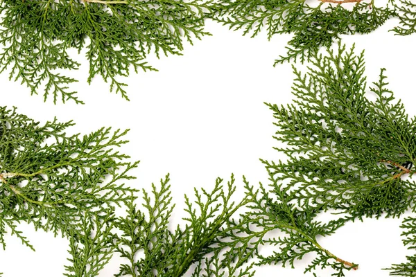 바탕에는 사이프러스 의푸른 가지가 크리스마스 컨셉트 원문을 — 스톡 사진