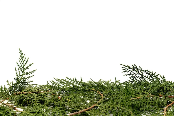 Groene Takje Thuja Cipres Familie Witte Achtergrond Kerstmis Winter Nieuwjaarsconcept — Stockfoto