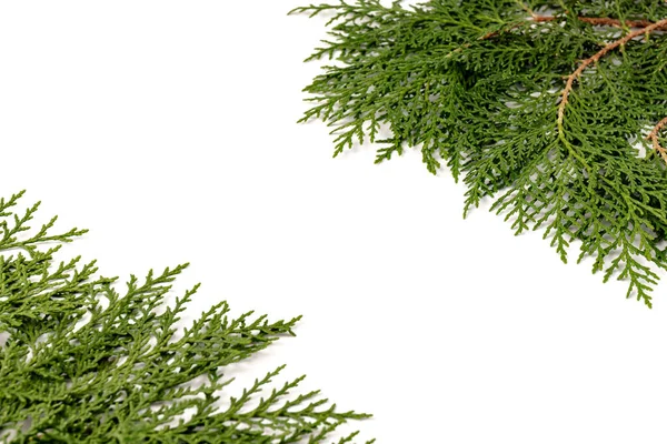 바탕에는 사이프러스 의푸른 가지가 크리스마스 컨셉트 원문을 — 스톡 사진