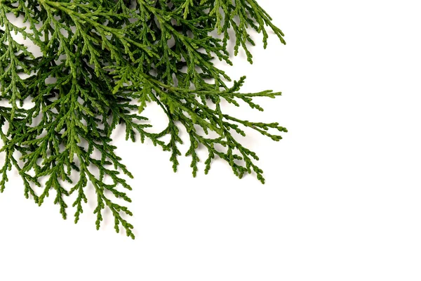 柏树科的绿枝 背景为白色 圣诞节 新年的概念 案文的位置 — 图库照片