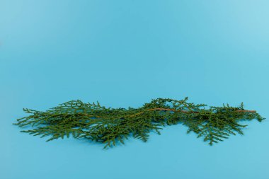 Eşkıyanın yeşil dalı. Mavi arka planda selvi ailesi. Noel, kış, yeni yıl konsepti. Metin için yer