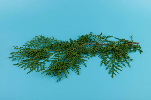 배경에는 의푸른 나뭇가지가 크리스마스 컨셉트 원문을 — 스톡 사진