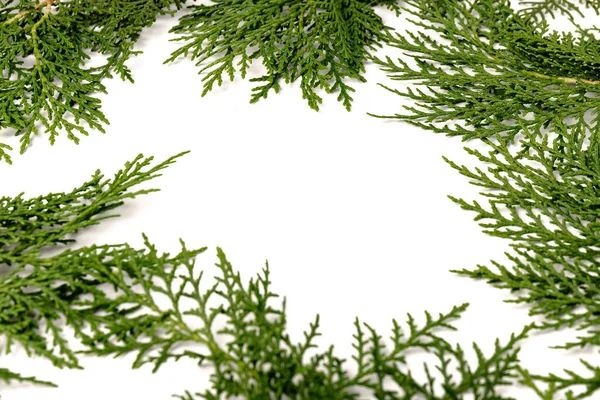 Groene Takje Thuja Cipres Familie Witte Achtergrond Kerstmis Winter Nieuwjaarsconcept — Stockfoto