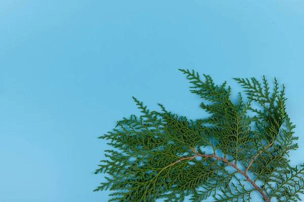 Groene Takje Thuja Cipres Familie Blauwe Achtergrond Kerstmis Winter Nieuwjaarsconcept — Stockfoto