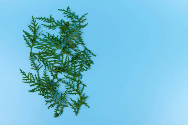 배경에는 의푸른 나뭇가지가 크리스마스 컨셉트 원문을 — 스톡 사진