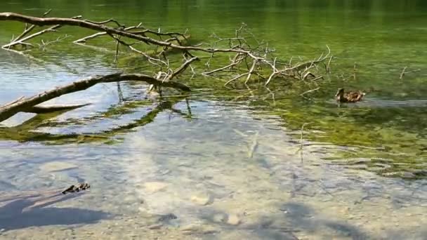 Deux canards dans l'eau claire des lacs de Plitvice Croatie — Video