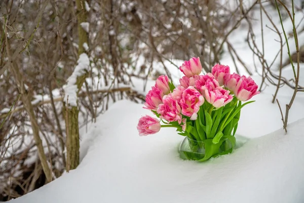 Flores frescas na neve — Fotografia de Stock