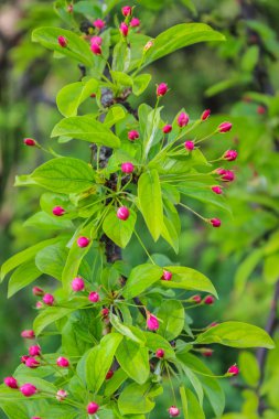 sakura açılmamış çiçek