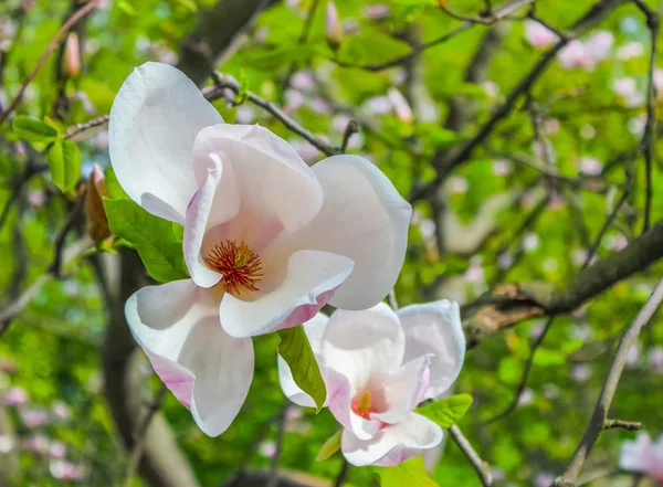 White magnolia flower closeup — Stock Photo, Image