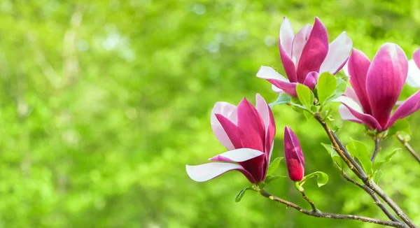 Purple magnolia flower on a branch background — Stock Photo, Image