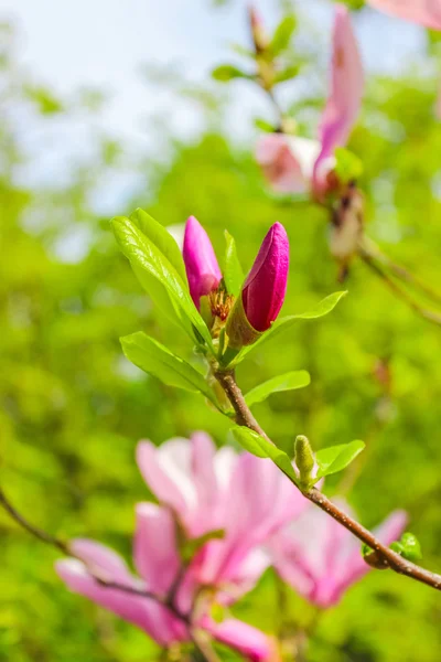 Unopened bud of magnolia flower — Stock Photo, Image