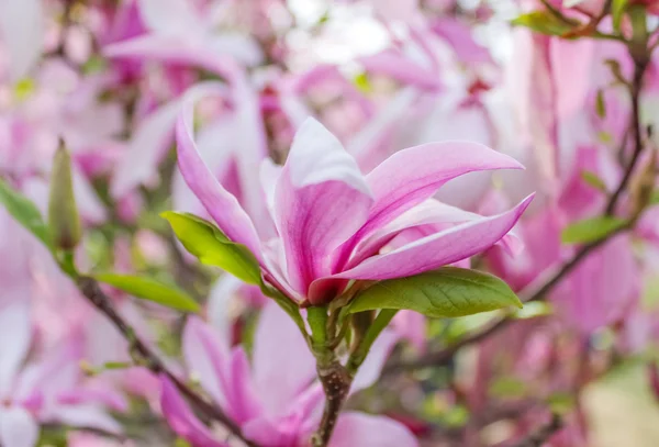 Pink magnolia flower closeup — Stock Photo, Image