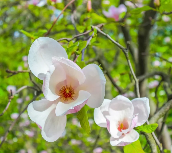 White magnolia flower closeup — Stock Photo, Image