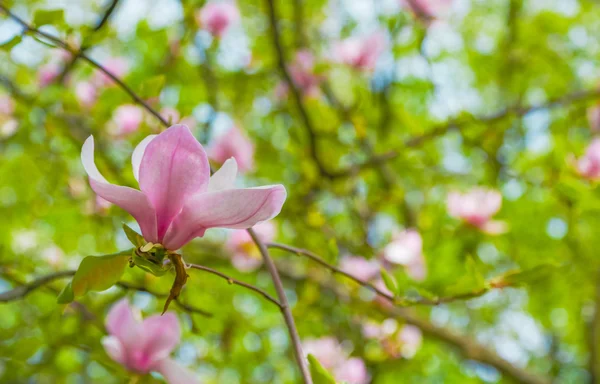 Fleurs rose magnolia fleur — Photo