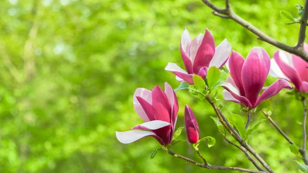 Purple magnolia flower on a branch background — Stock Photo, Image