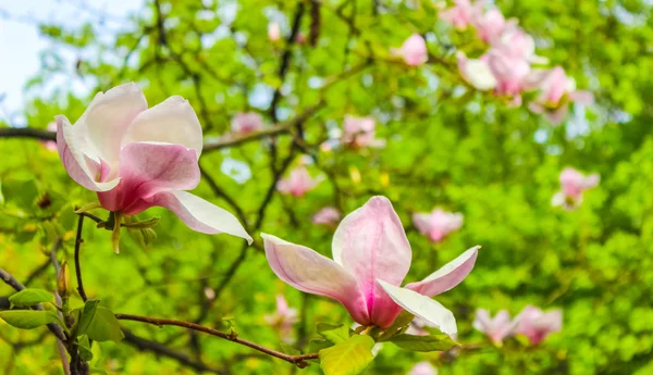 Blooming pink magnolia flower — Stock Photo, Image