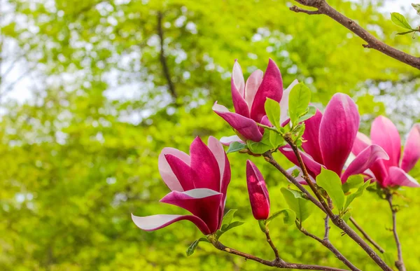 Purple magnolia flower on a branch background — Stock Photo, Image