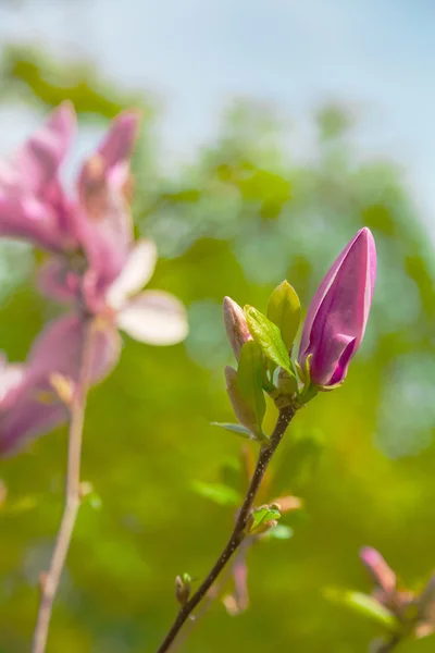 Bourgeon non ouvert de fleur de magnolia — Photo