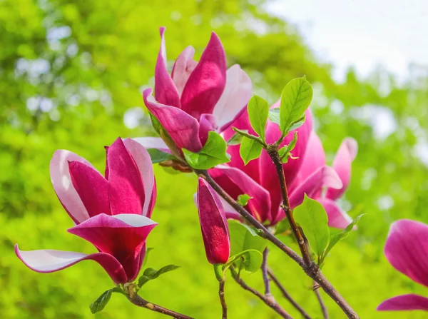 Purple magnolia flower on a branch background — Stock Photo, Image