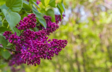 açılmamış çiçek leylak mor