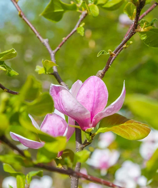 Pink magnolia flower closeup — Stock Photo, Image