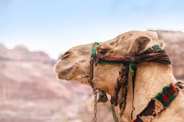Kamel porträtt i Petra, Jordan — Stockfoto